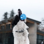 The Dog House слот игра - экспертный обзор и анализ популярной игры