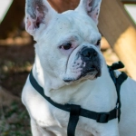 Программы лояльности казино без депозита и бонусные предложения