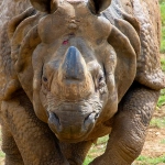 Экспертные советы по выбору слота Great Rhino Deluxe для игроков