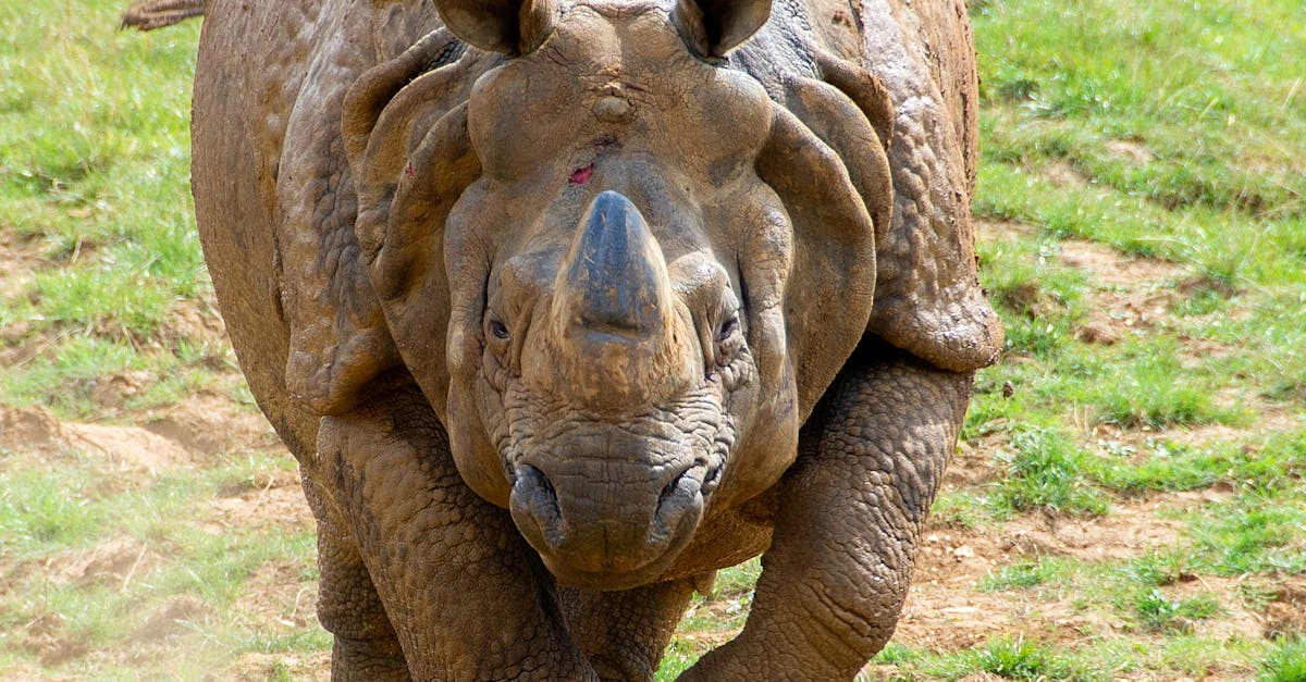 Экспертные советы по выбору слота Great Rhino Deluxe для игроков